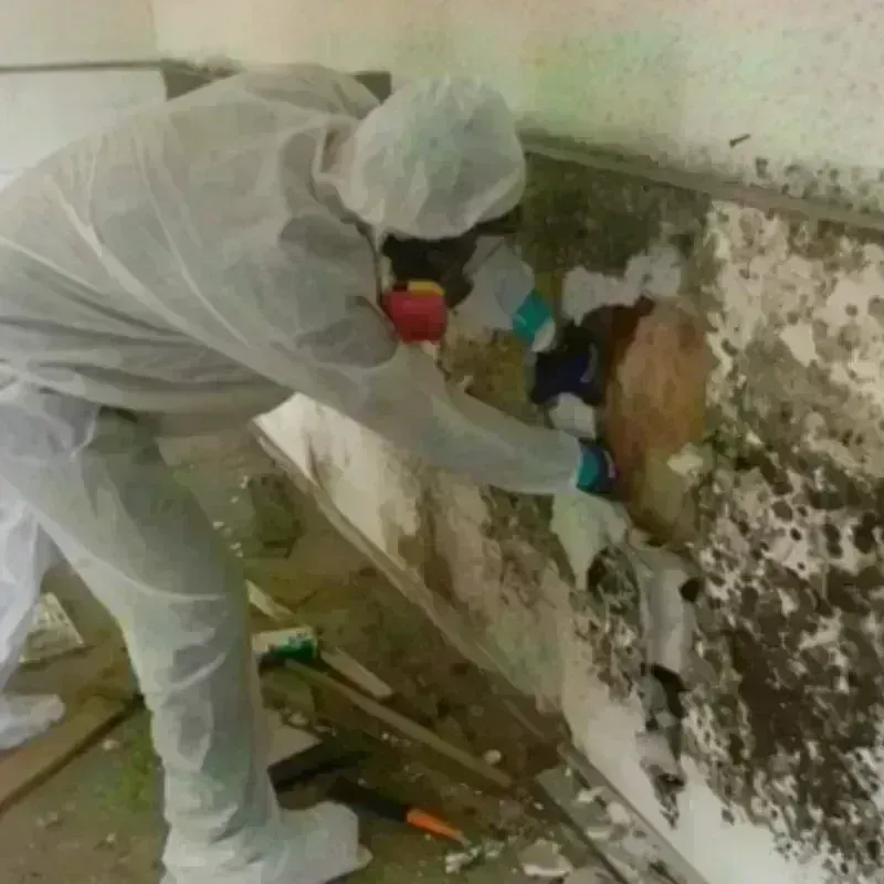 Mold Remediation and Removal in Franklin County, TX